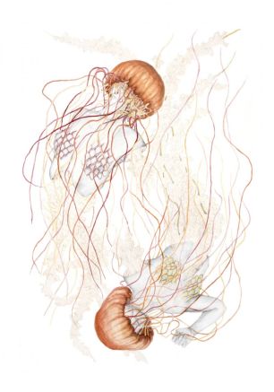 jellyfishvcopia